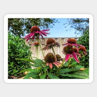 Coneflowers Reaching High by Debra Martz Sticker